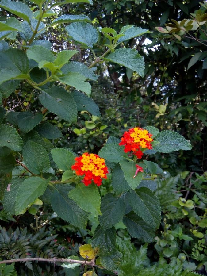 Flor Do Leste Florianópolis Εξωτερικό φωτογραφία